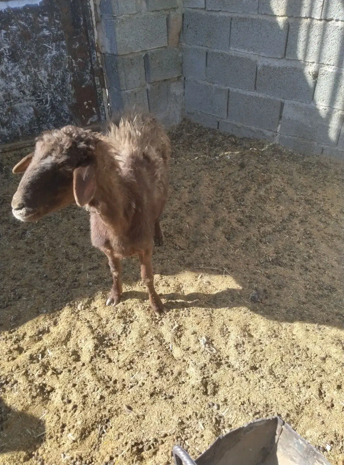 میش بزدم|حیوانات مزرعه|بیرجند, |دیوار