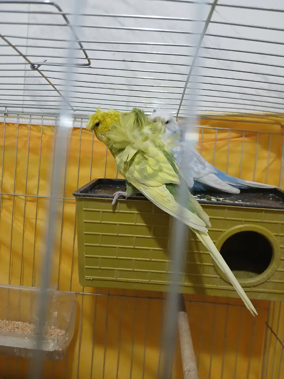 جفت مرغ عشق پروانه ای|پرنده|قزوین, |دیوار