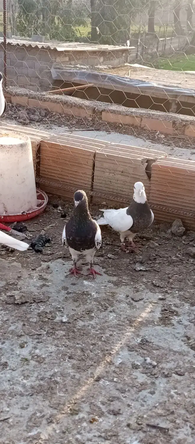 سالم|پرنده|مینودشت, |دیوار