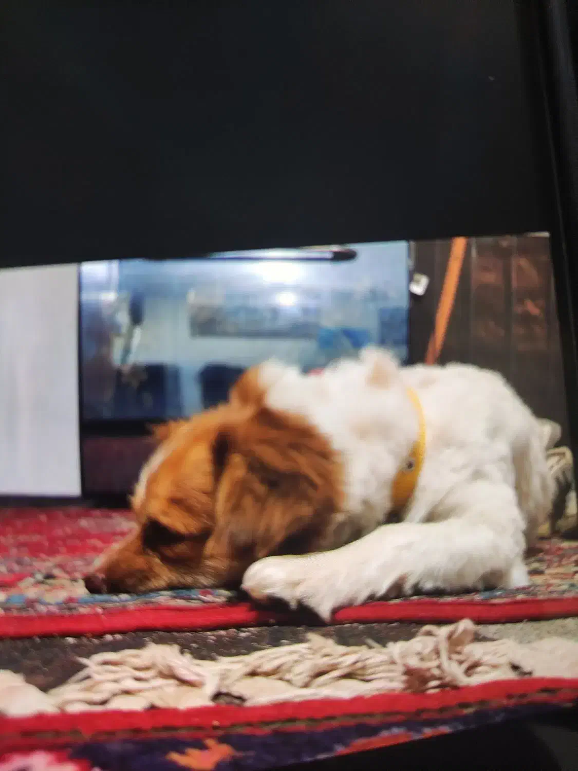 سگ پامر|سگ|بسطام, |دیوار