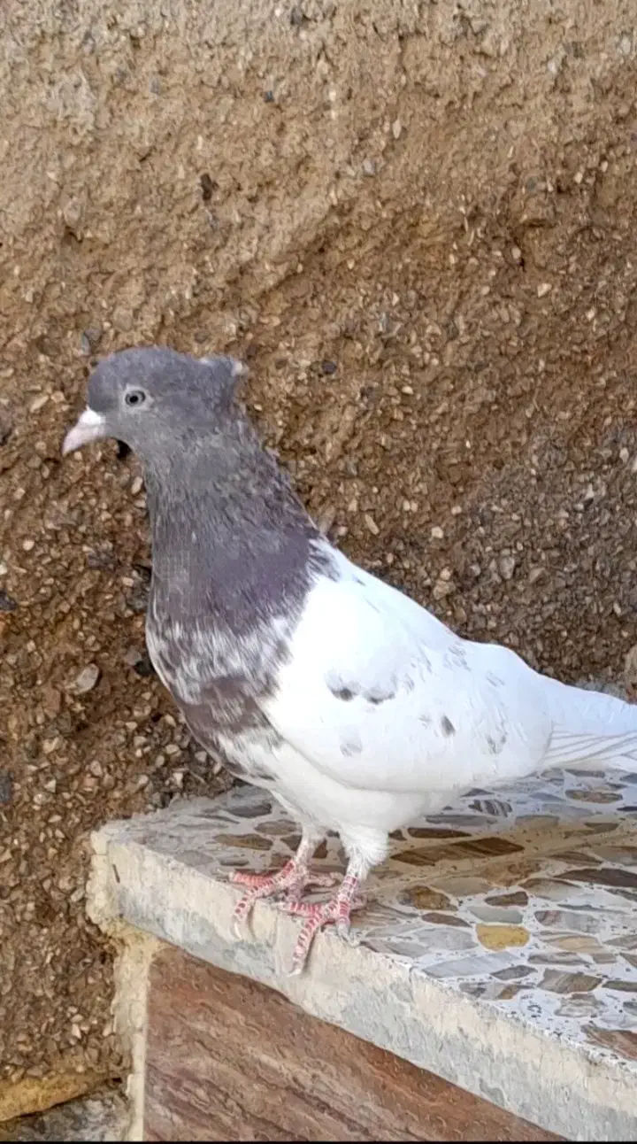 ۲ عدد کبوتر کفتر کله ای ماده|پرنده|اقلید, |دیوار