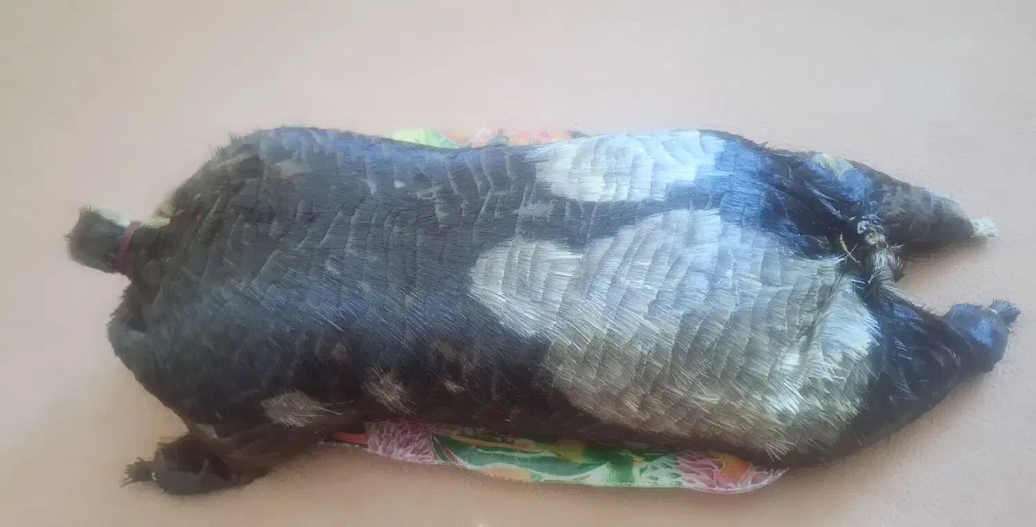 خیگ روغنی|ظروف نگهدارنده، پلاستیکی، یکبارمصرف|ایذه, |دیوار