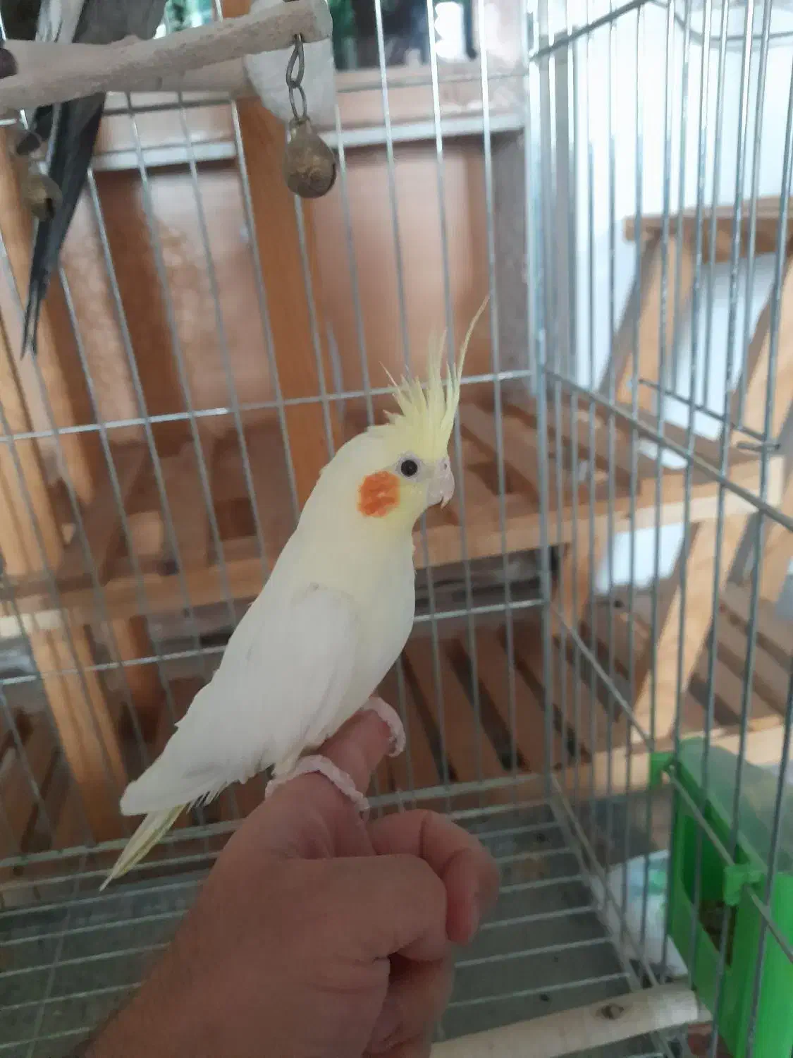 عروس هلندی|پرنده|حبیب آباد, |دیوار