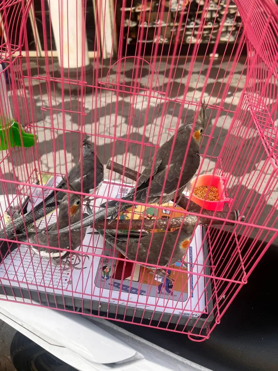 عروس هلندی|پرنده|رشت, نیکمرام|دیوار