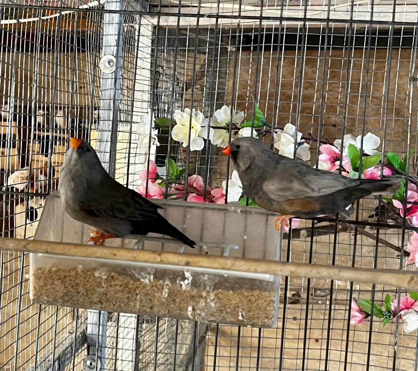 فنچ زبرا شارکول مولد کارداده|پرنده|شیراز, امام حسین|دیوار