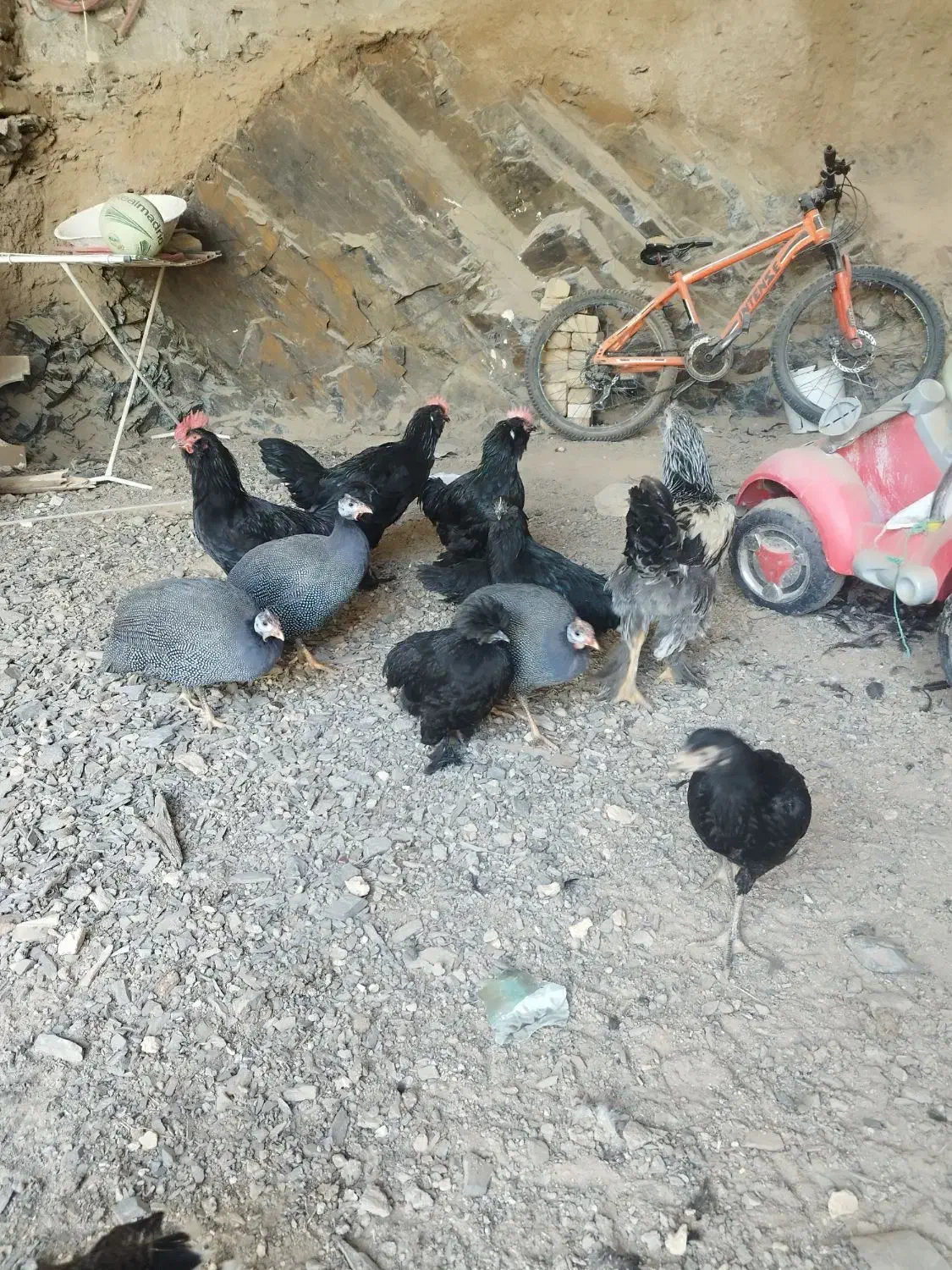 جوجه اوشامو|حیوانات مزرعه|مشهد, ویلاشهر|دیوار