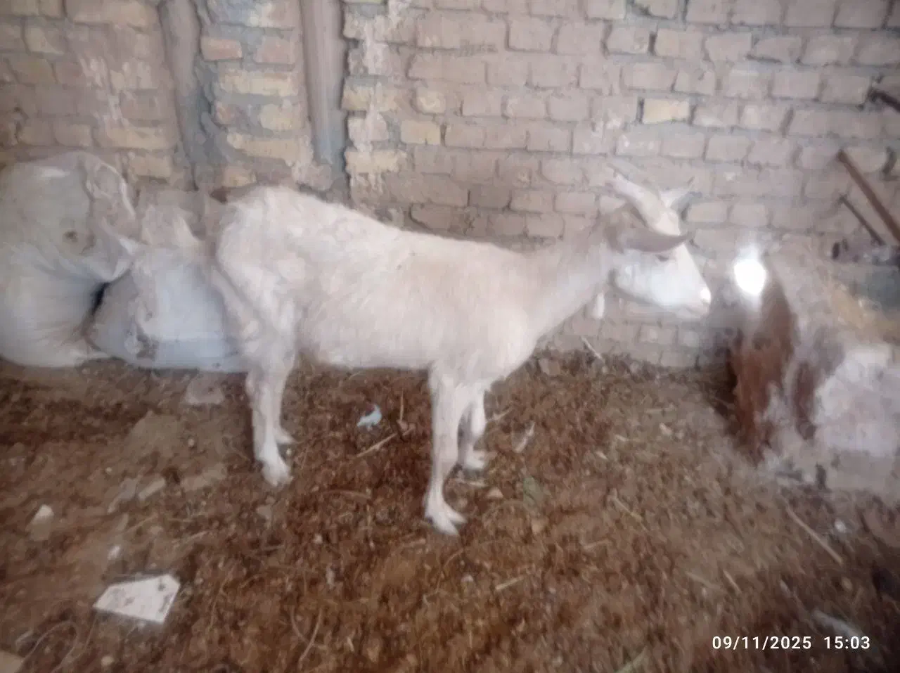 گوسفند|حیوانات مزرعه|میبد, |دیوار