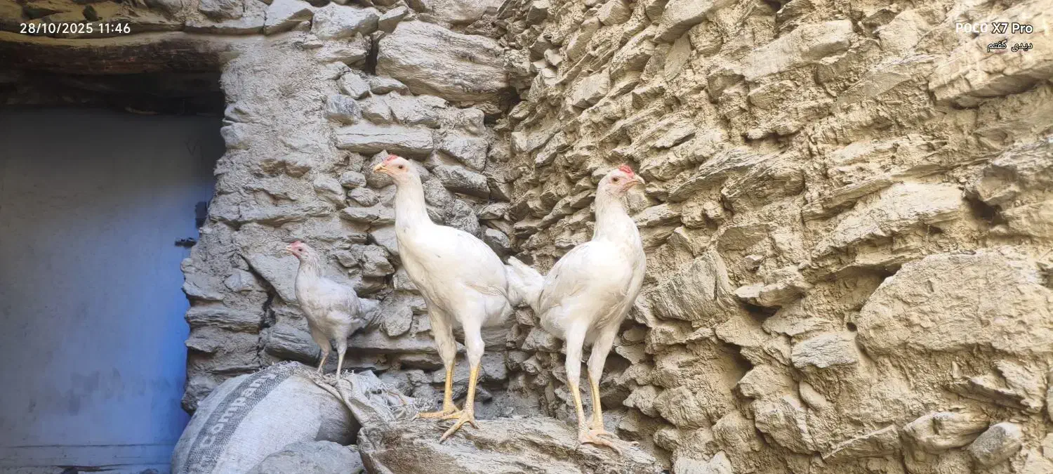 مرغ خروس|حیوانات مزرعه|سروآباد, |دیوار