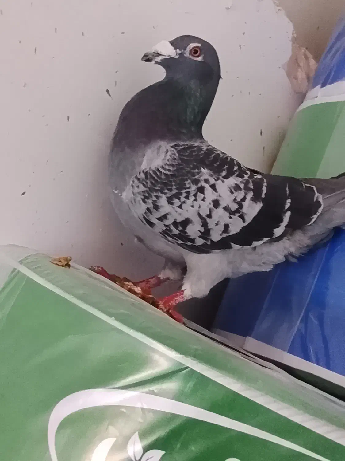 کفتر|پرنده|اردبیل, |دیوار