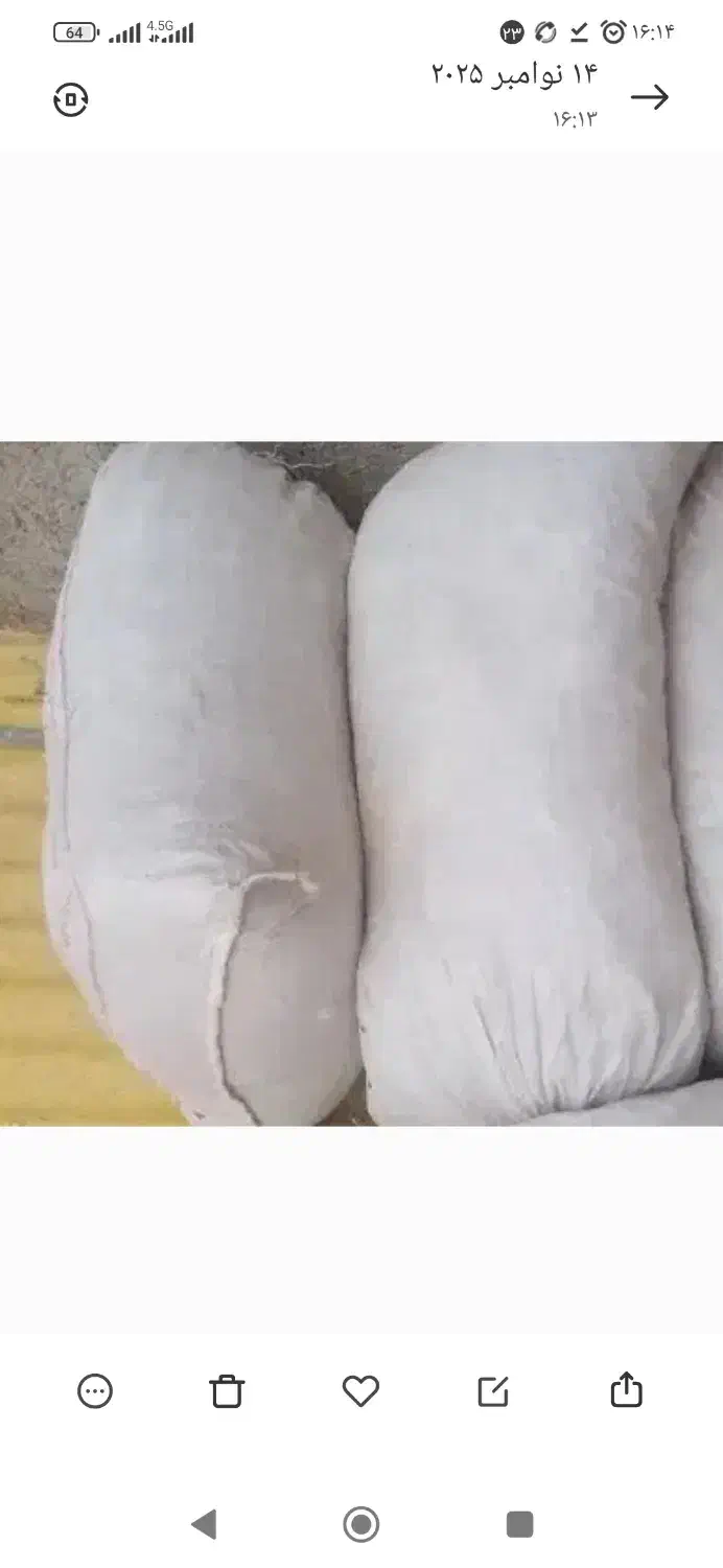 کود گل و گیاه کبوتر|گل و گیاه طبیعی|سبزوار, غرب نیروگاه|دیوار