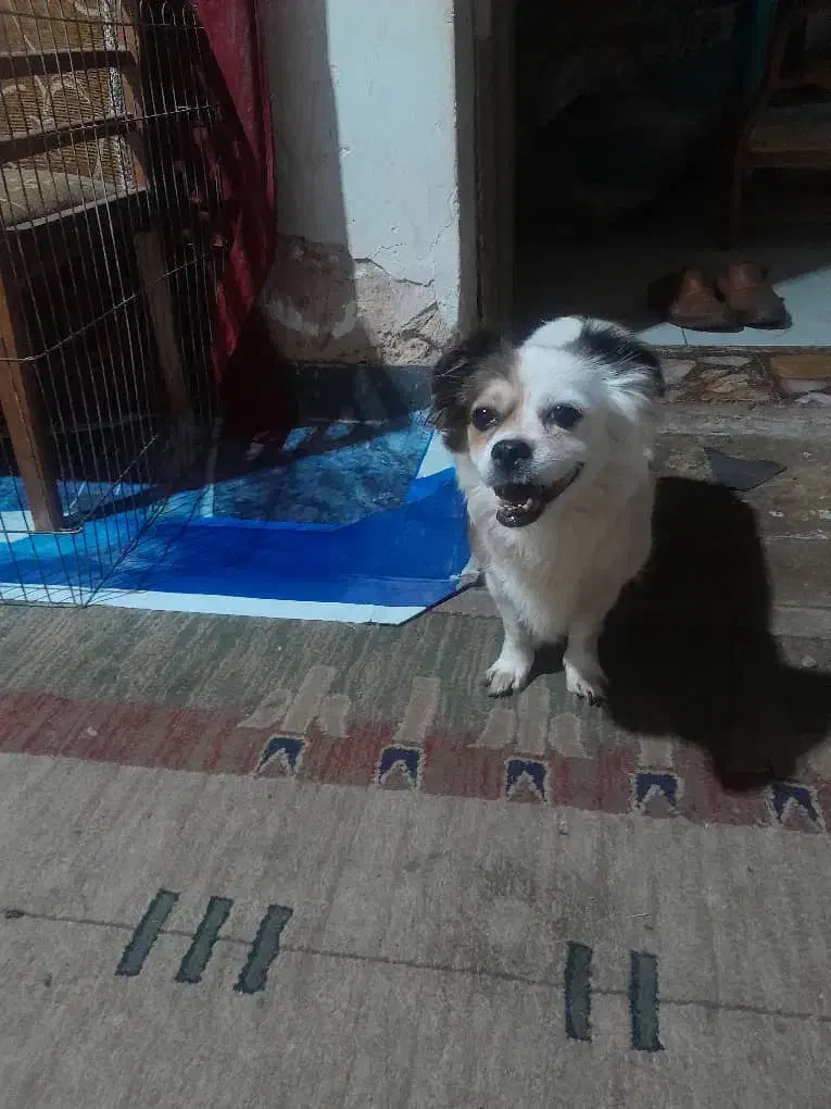 یک قلاده اشمیتز هواهوا وتوله اش مشکی سینه سفید|سگ|شیراز, شهرک سراج|دیوار