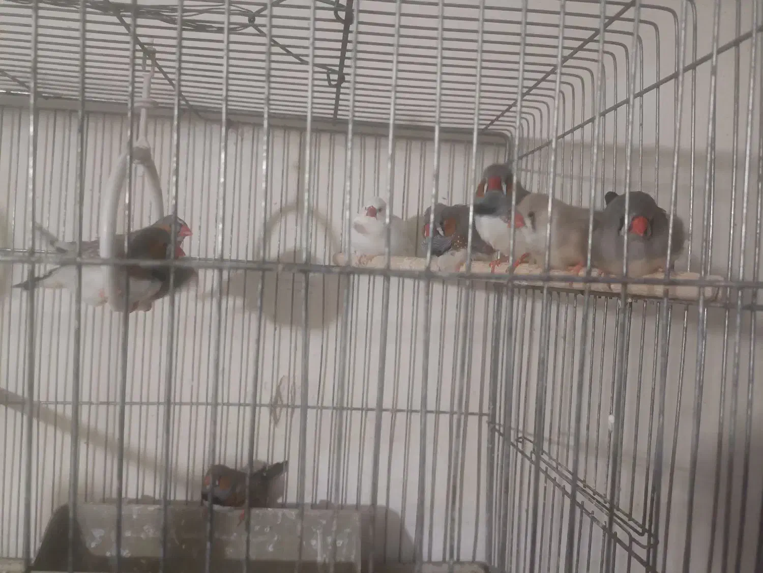 فنچ خانگی|پرنده|خمینی‌شهر, |دیوار