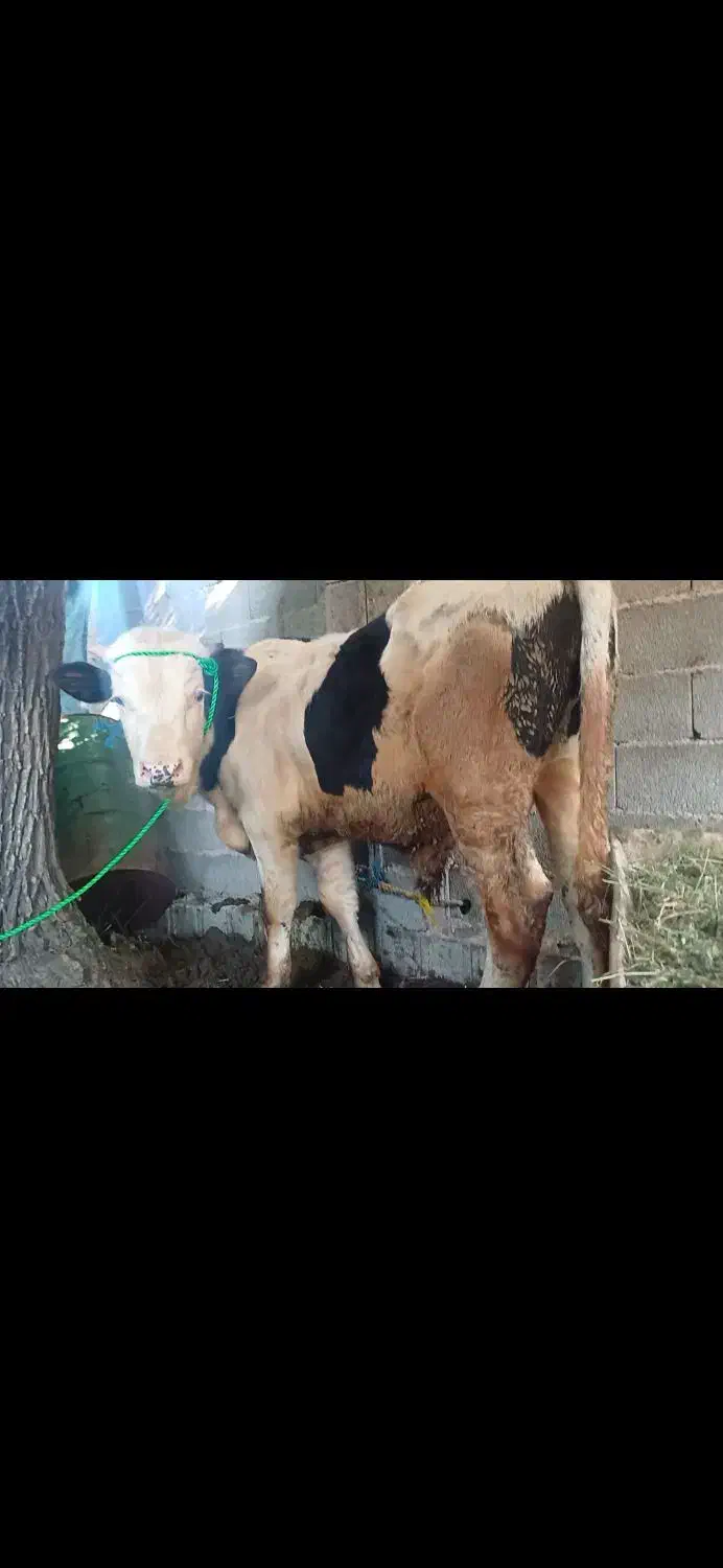 گوساله سیمینتال نر داشتی خالص|حیوانات مزرعه|طاهرگوراب, |دیوار