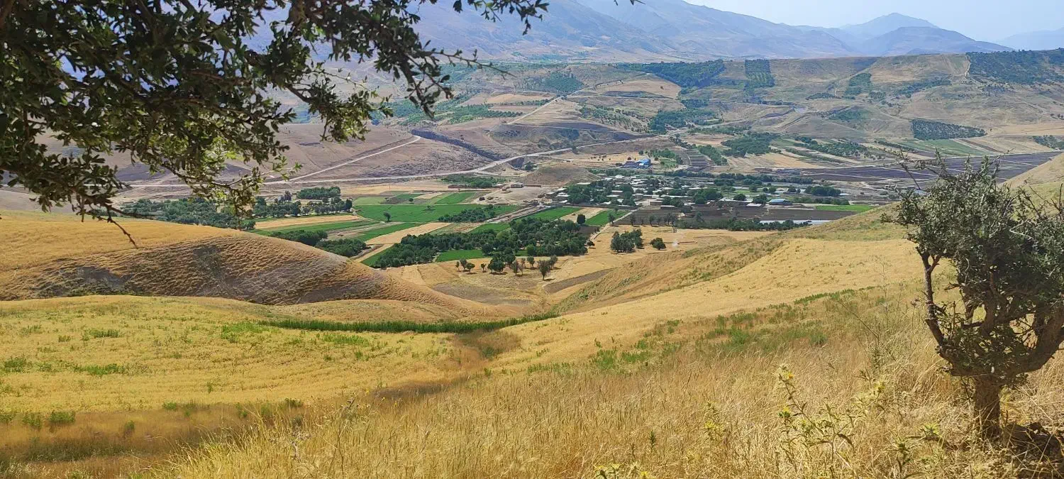 فروش کاه گندم درجه یک|عمدهفروشی|اردل, |دیوار