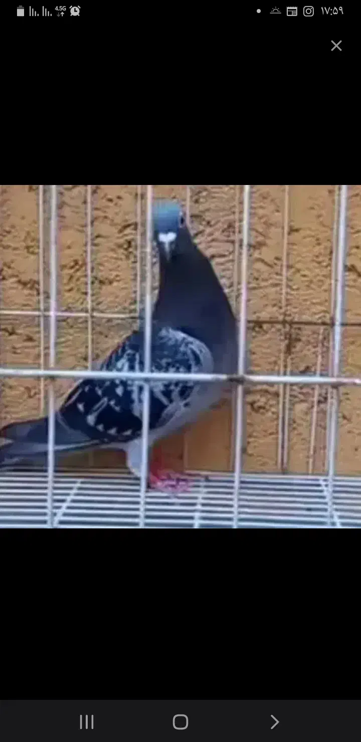 گم شده  به یابنده این کبوتر ۳ ملیون تومن داده میشه|حیوانات|مشهد, شترک|دیوار