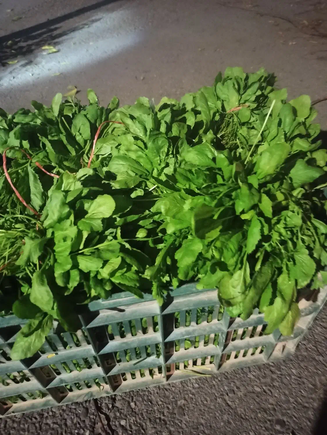 فروش سبزی خوردن|خوردنی و آشامیدنی|بابل, |دیوار