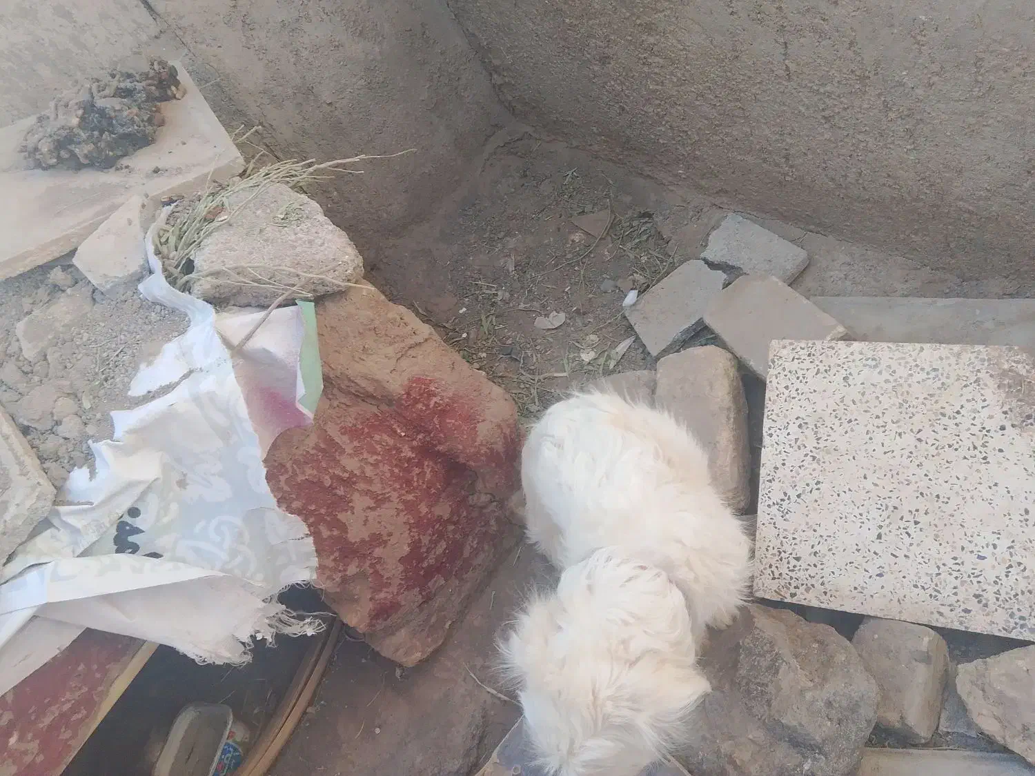 سگ پاکوتا نر سفید|سگ|نرماشیر, |دیوار