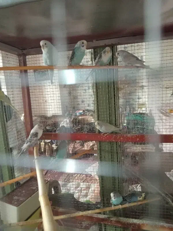 پرنده مرغ عشق|پرنده|پیر بکران, |دیوار