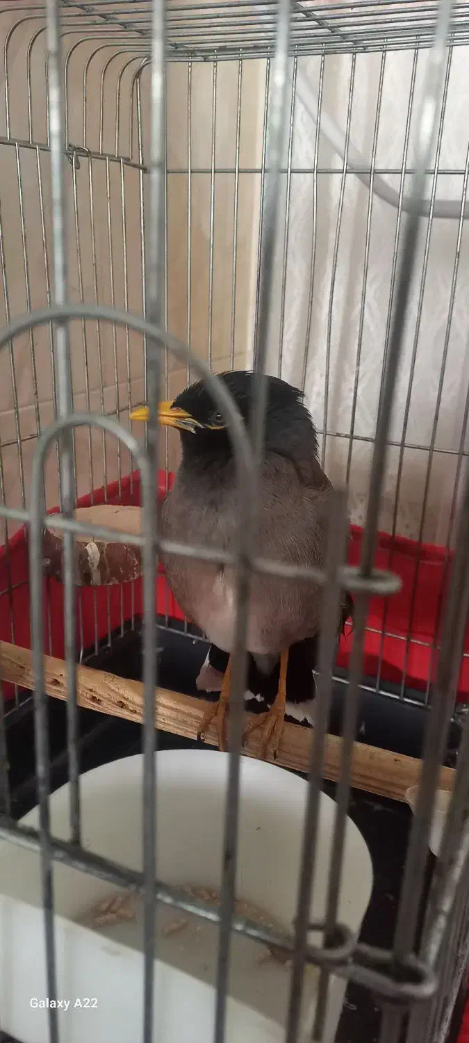 مینا دستی خانگی|پرنده|اصفهان, محمودآباد|دیوار