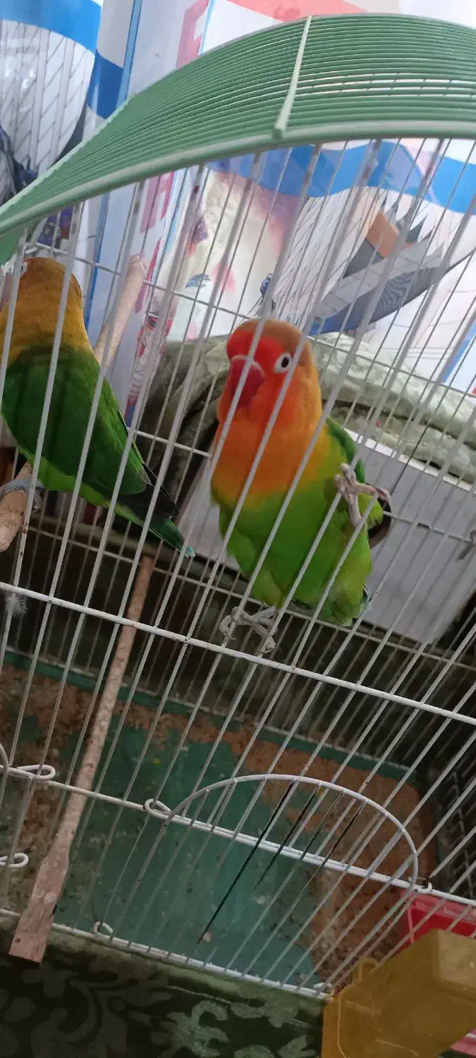 طوطی کوتوله برزیلی|پرنده|تبریز, |دیوار