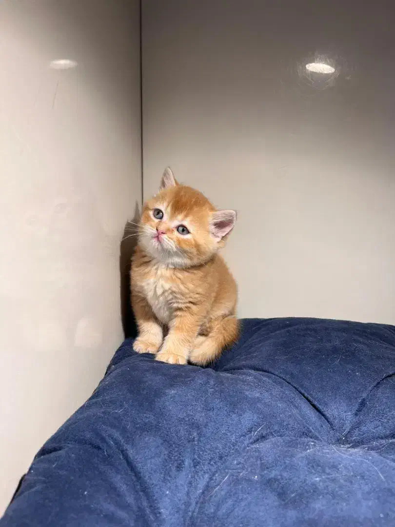 پسر بریتیش مو کوتاه گلد جینجر (پاستیل صورتی)|گربه|اصفهان, رزمندگان|دیوار