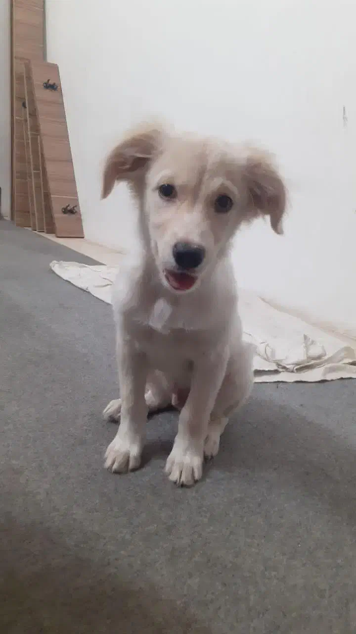 فروش یا واگذاری سگ|سگ|سمنان, |دیوار