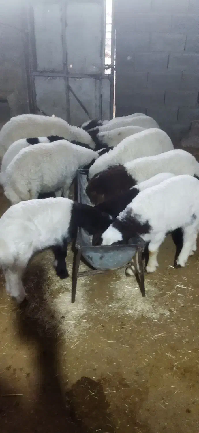 میش‌وبره‌فروش|حیوانات مزرعه|سیوان, |دیوار