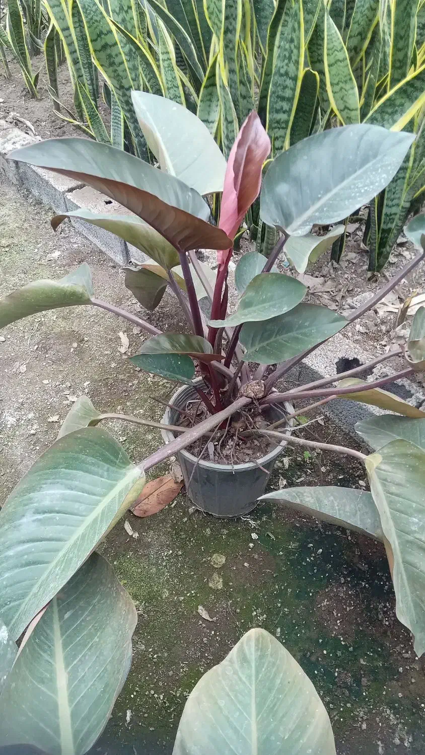 گل فیلودندرون بزرگ|گل و گیاه طبیعی|اطاقور, |دیوار