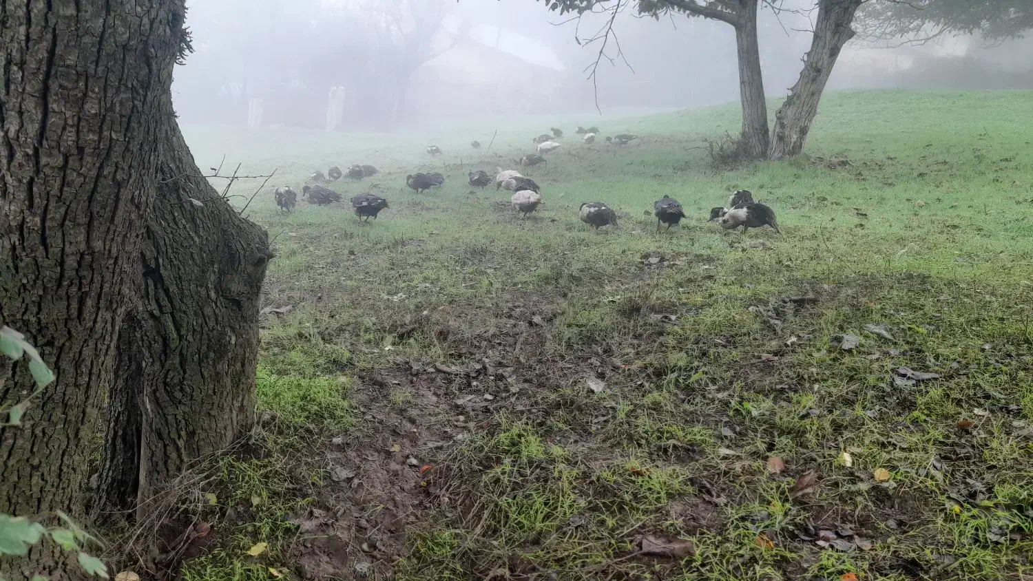 حدوده ۱۰ عدد اردک ماده اسرایلی بزرگ نزدیک به تخم|حیوانات مزرعه|برهسر, |دیوار