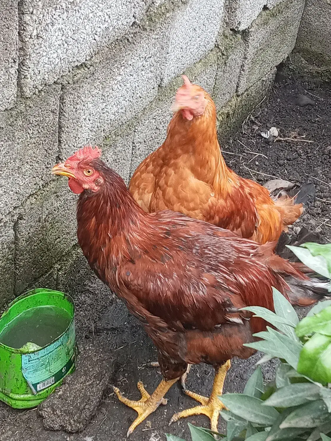 فروش خروس محلی به صورت تکی و عمده|حیوانات مزرعه|امامزاده عبدالله, |دیوار