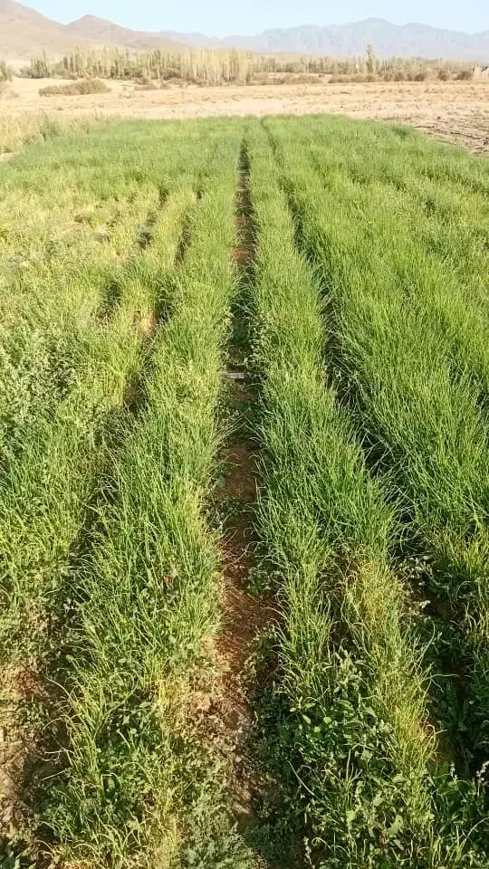 پیازمینروا|گل و گیاه طبیعی|کهنوج, |دیوار