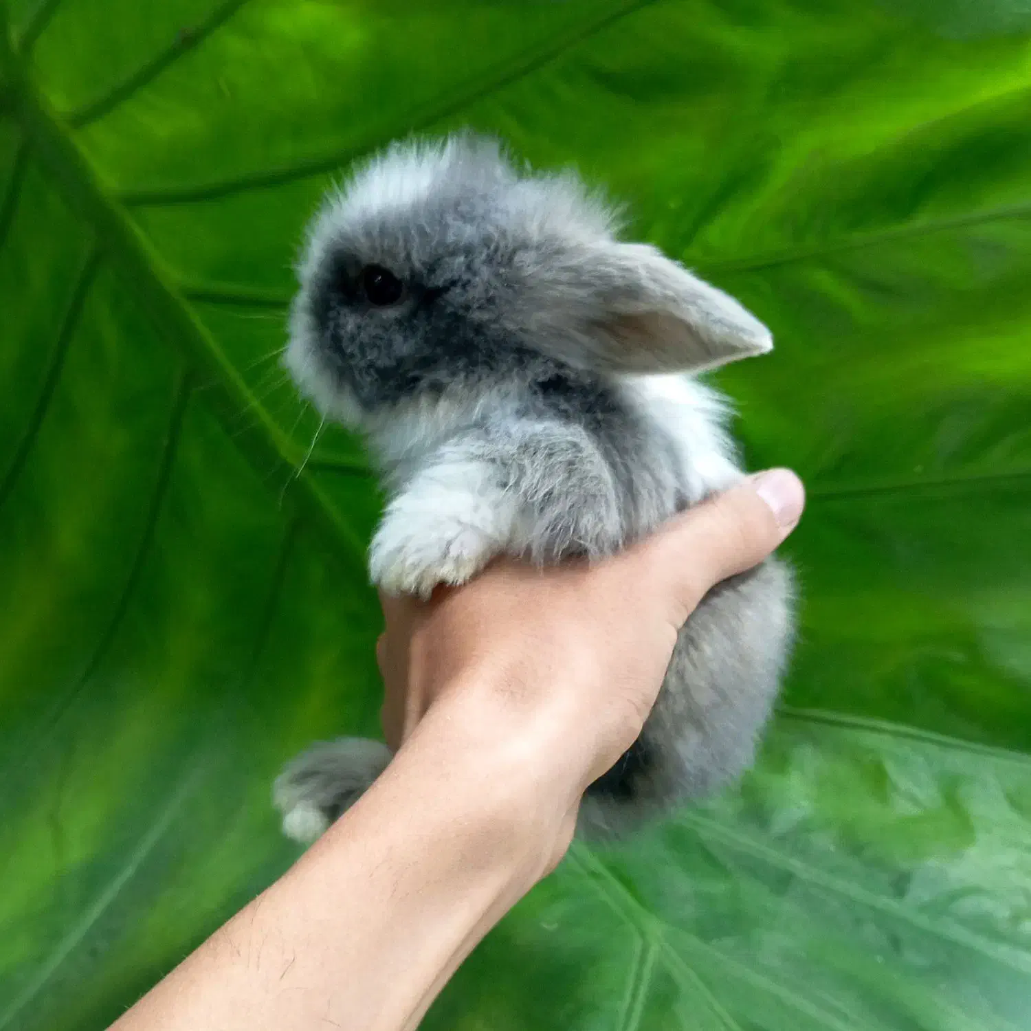 خرگوش لوپ و...|موش و خرگوش|تهران, بلوار کشاورز|دیوار