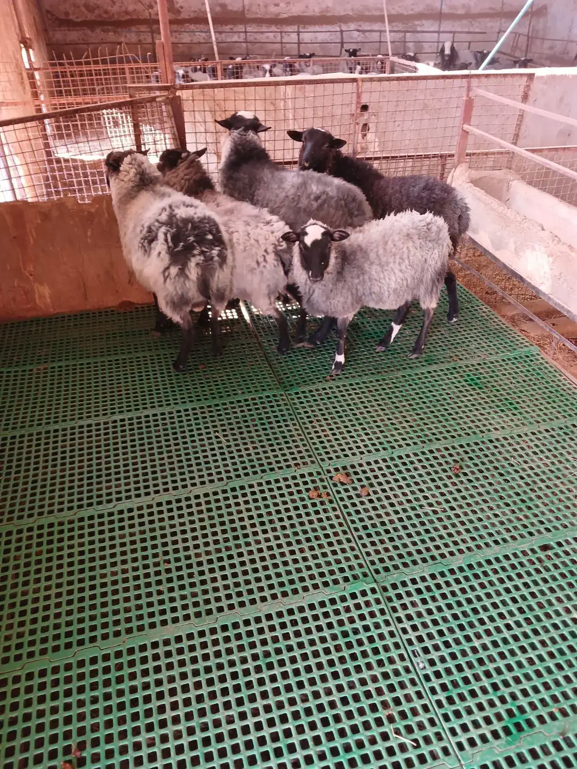 قوچ  وبره قوچ های رومانف|حیوانات مزرعه|شهریار, شهریار|دیوار