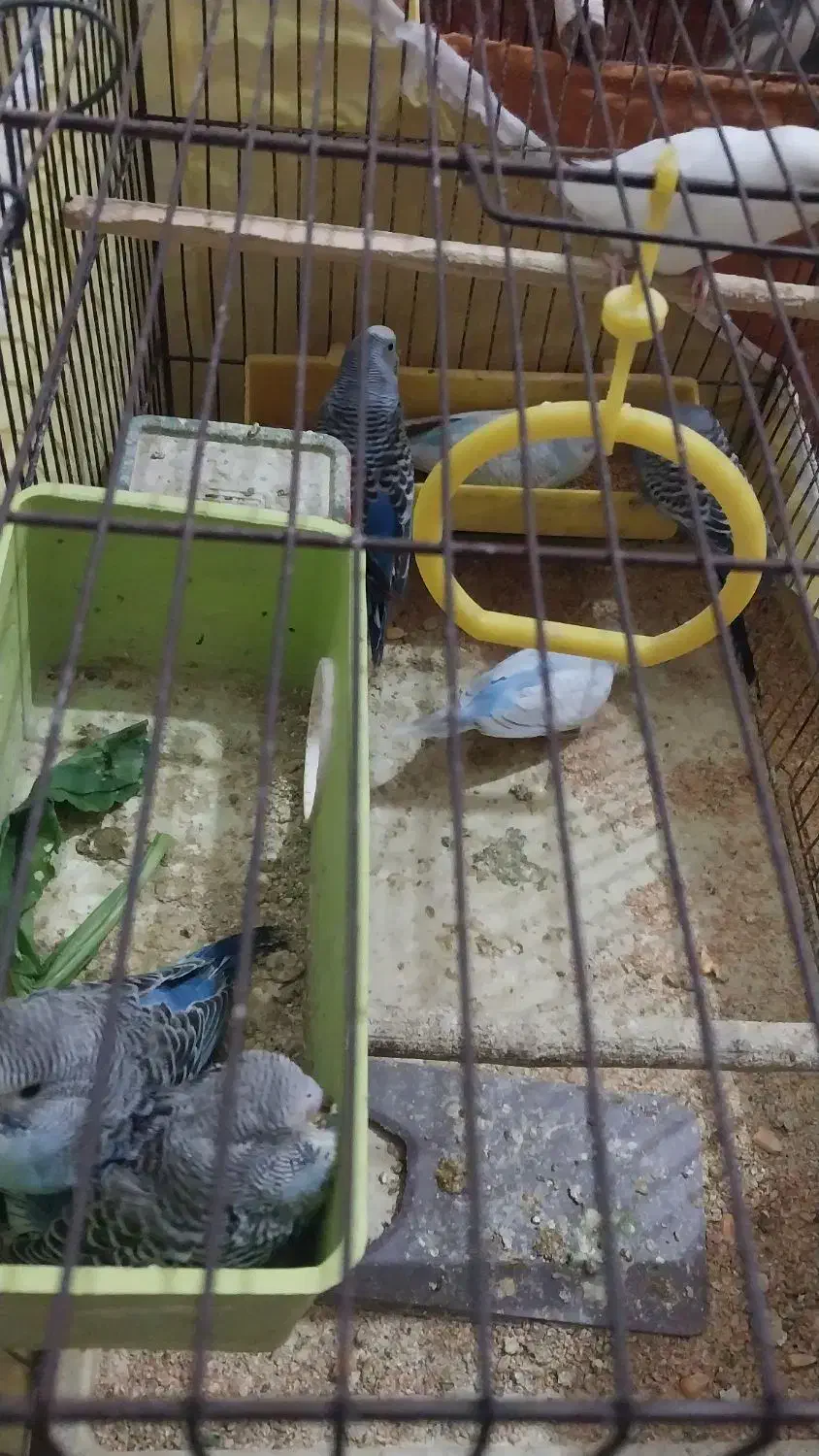 مرغ عشق مولد با جوجه|پرنده|خرمشهر, |دیوار