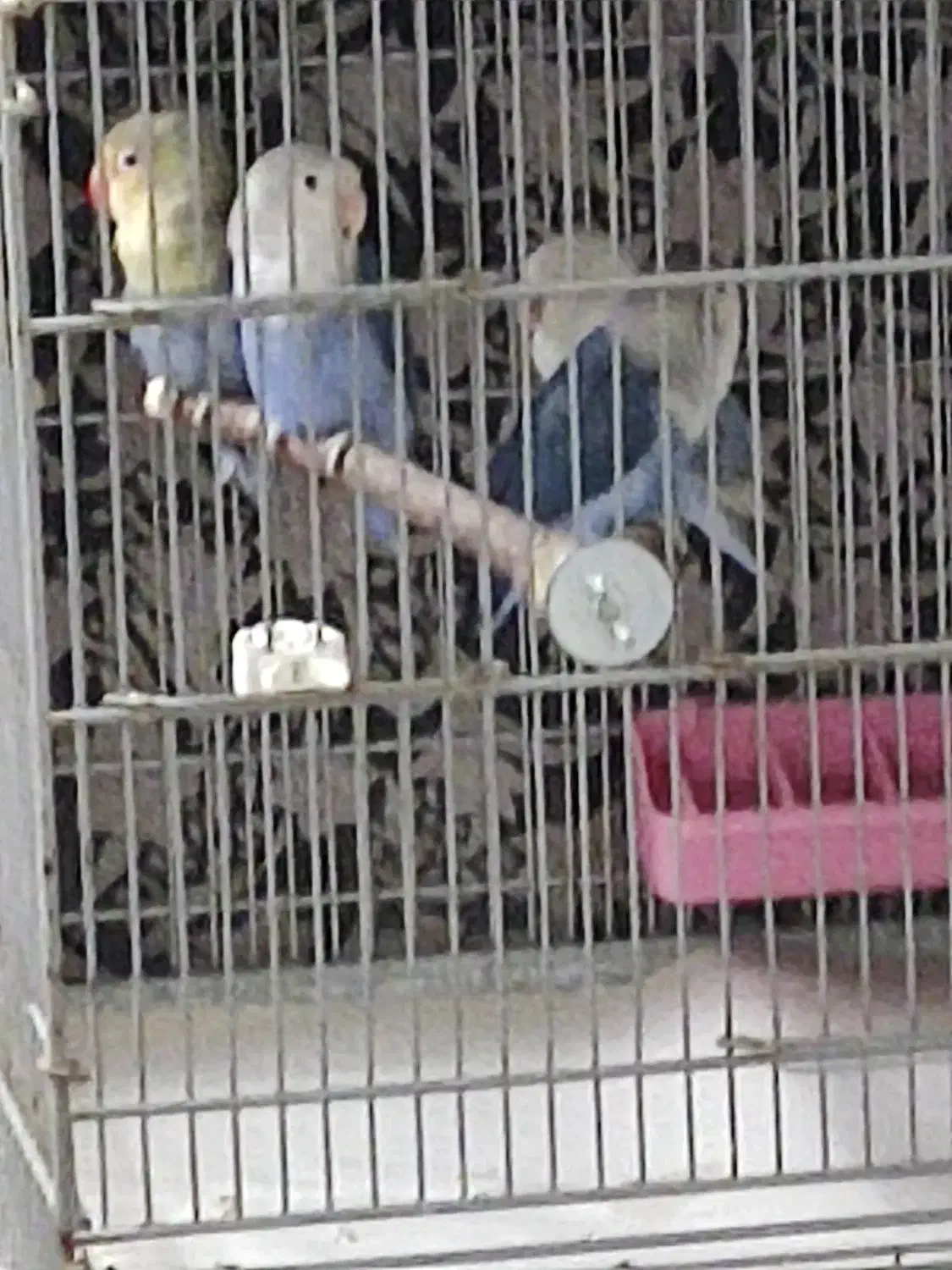 کوتوله رنگ خاص|پرنده|قم, لسانی|دیوار