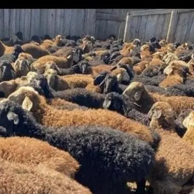 سنایی هفت تیر . زنده .میرزا شیرزای.|حیوانات مزرعه|تهران, سنائی|دیوار