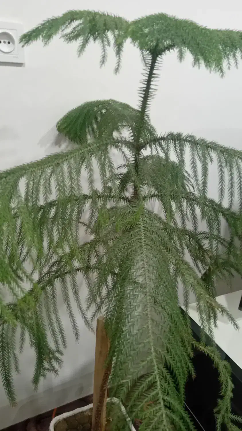 گل وگیاه خانگی|گل و گیاه طبیعی|اشنویه, |دیوار