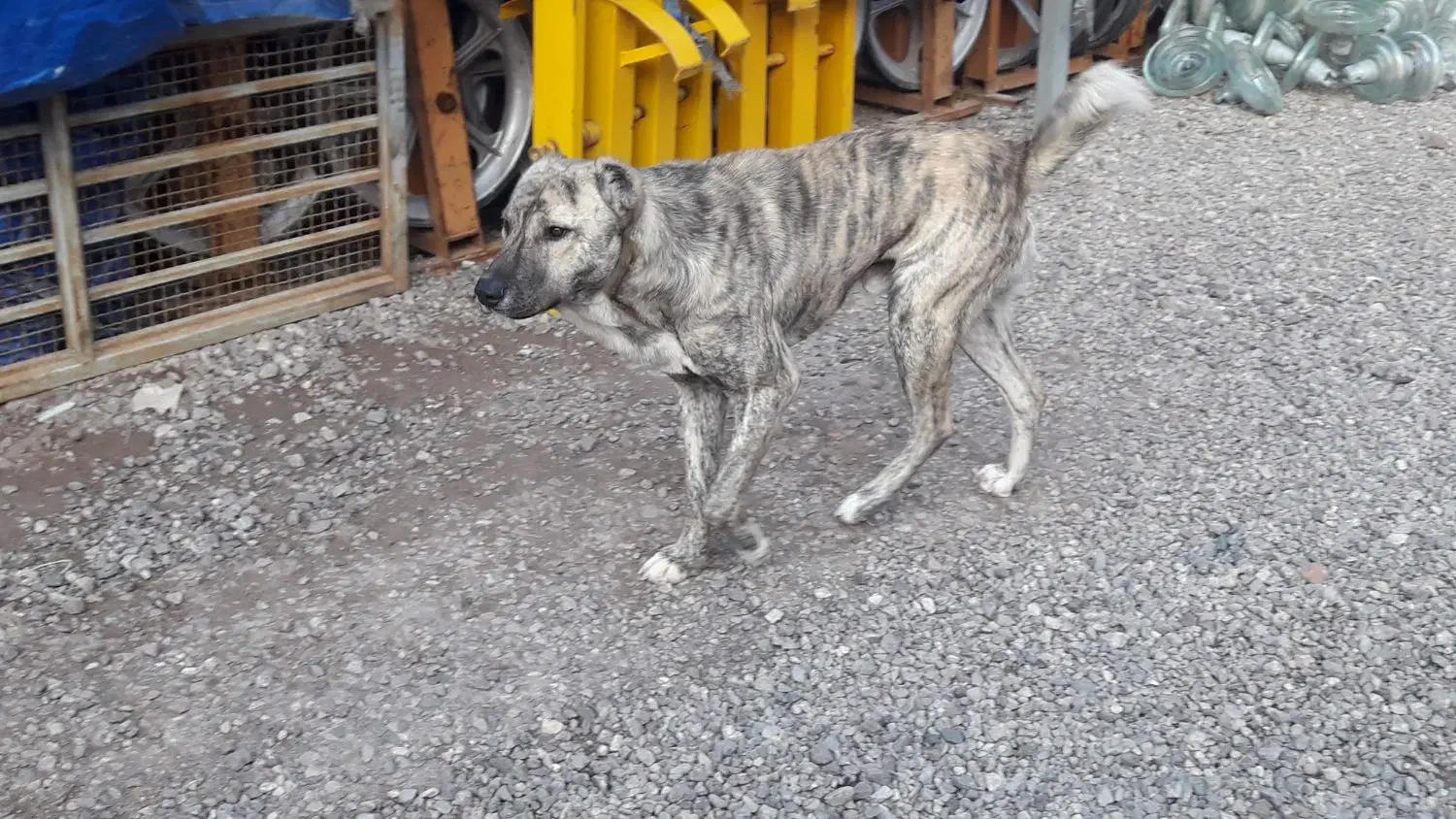 واگذاری سگ|سگ|قزوین, |دیوار