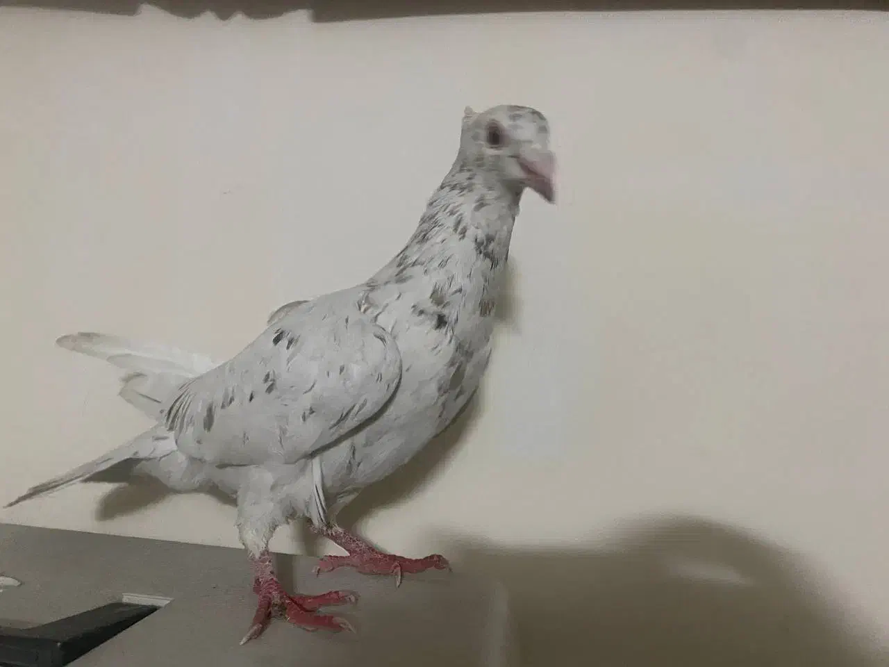 کفتر|پرنده|مشهد, امیرآباد|دیوار