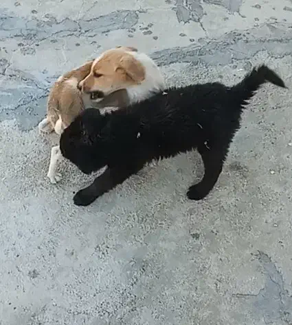 سگ خانگی|سگ|اسدآباد, |دیوار