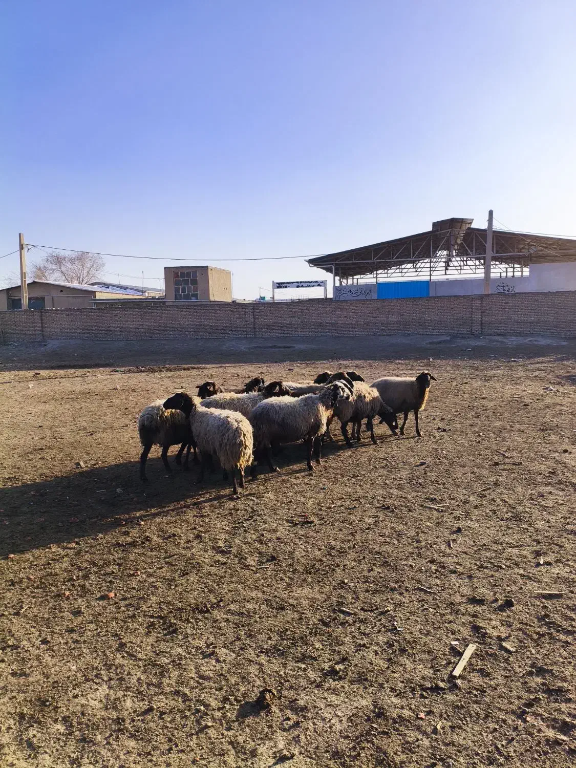 میش جوان|حیوانات مزرعه|محمدشهر, ولدآباد|دیوار