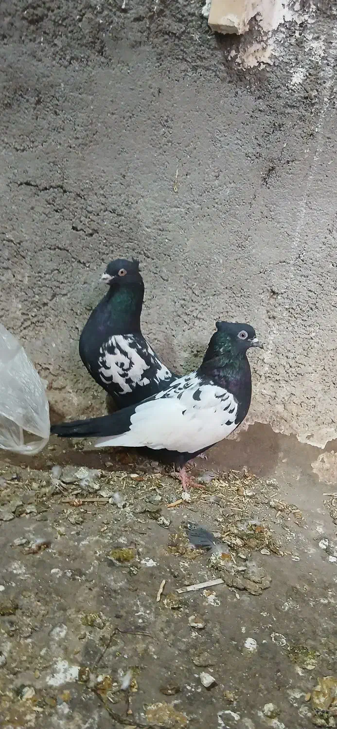 سینه مشکی|پرنده|فولادشهر, زاینده رود|دیوار