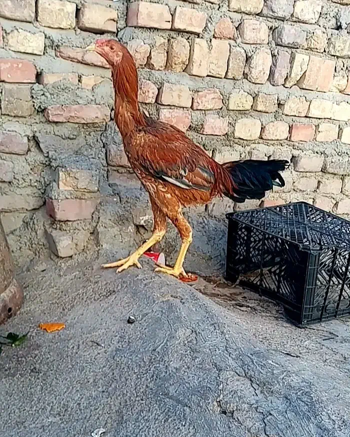 جوجه خروس و مرغ لاری اصیل|حیوانات مزرعه|زاهدان, |دیوار