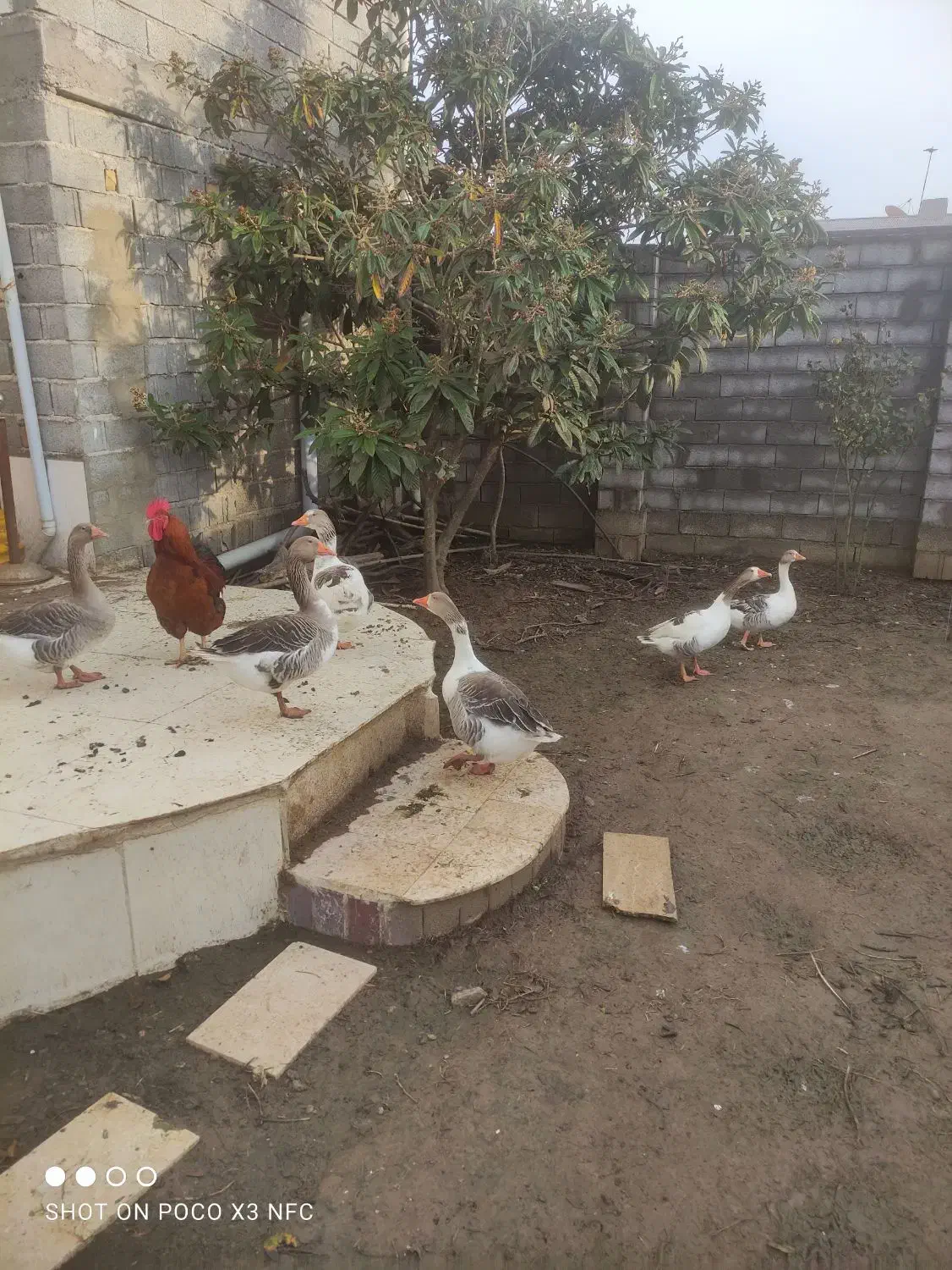 غاز نر وماده 6تا|حیوانات مزرعه|چاف و چمخاله, |دیوار