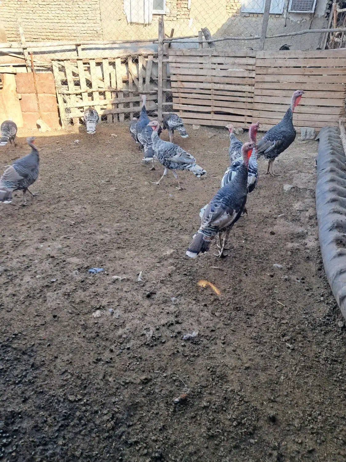 بقلمون|حیوانات مزرعه|گرگان, |دیوار