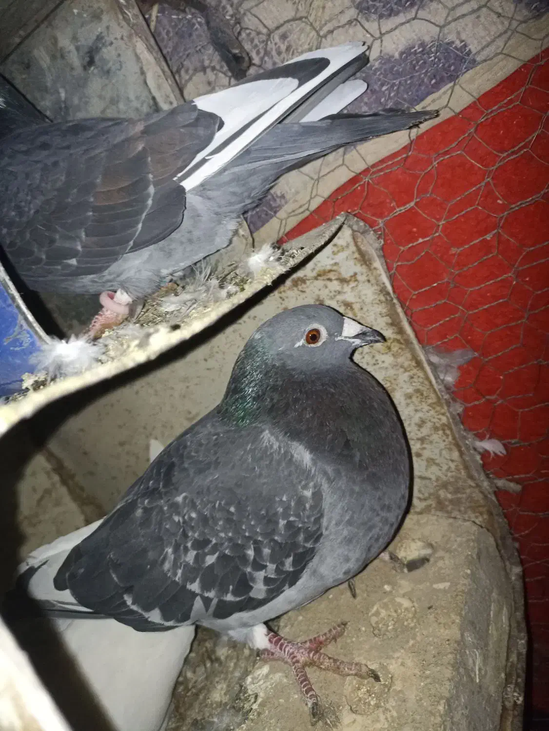 کبوتر|پرنده|مود, |دیوار