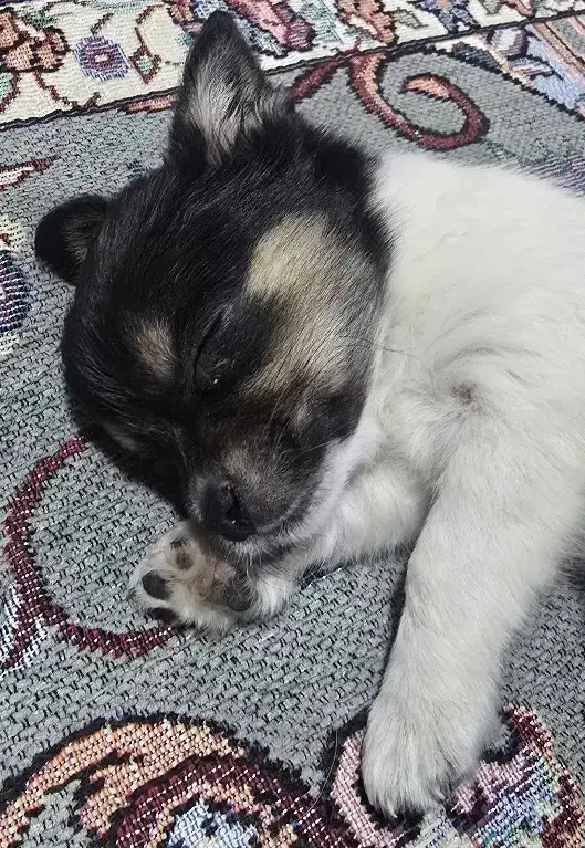 سگ.|سگ|بم, |دیوار