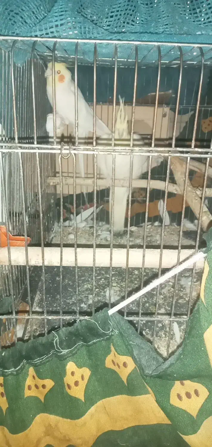 عروس هلندی|پرنده|سوسنگرد, |دیوار