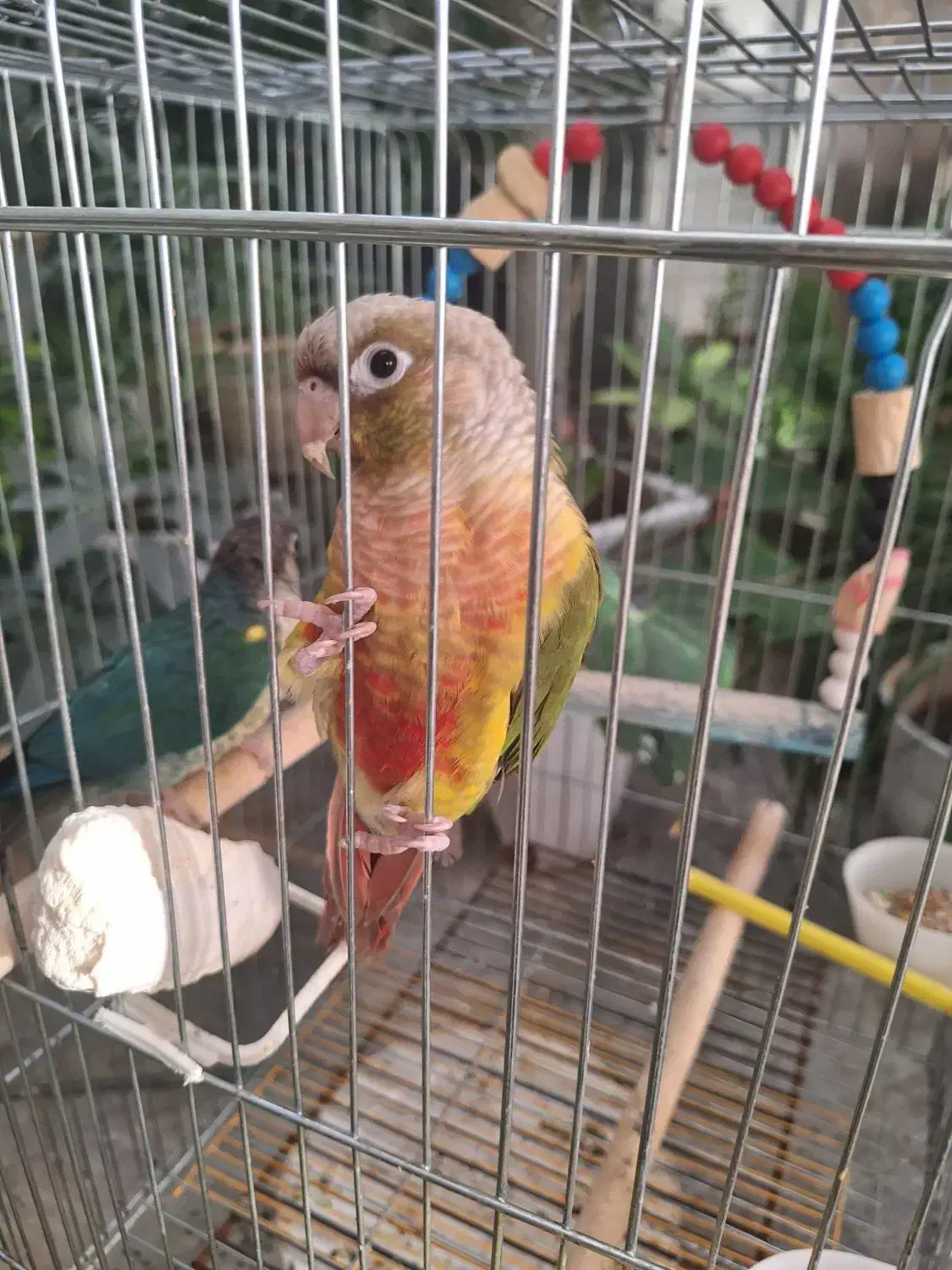 دو عددگرینچیک|پرنده|یزد, |دیوار