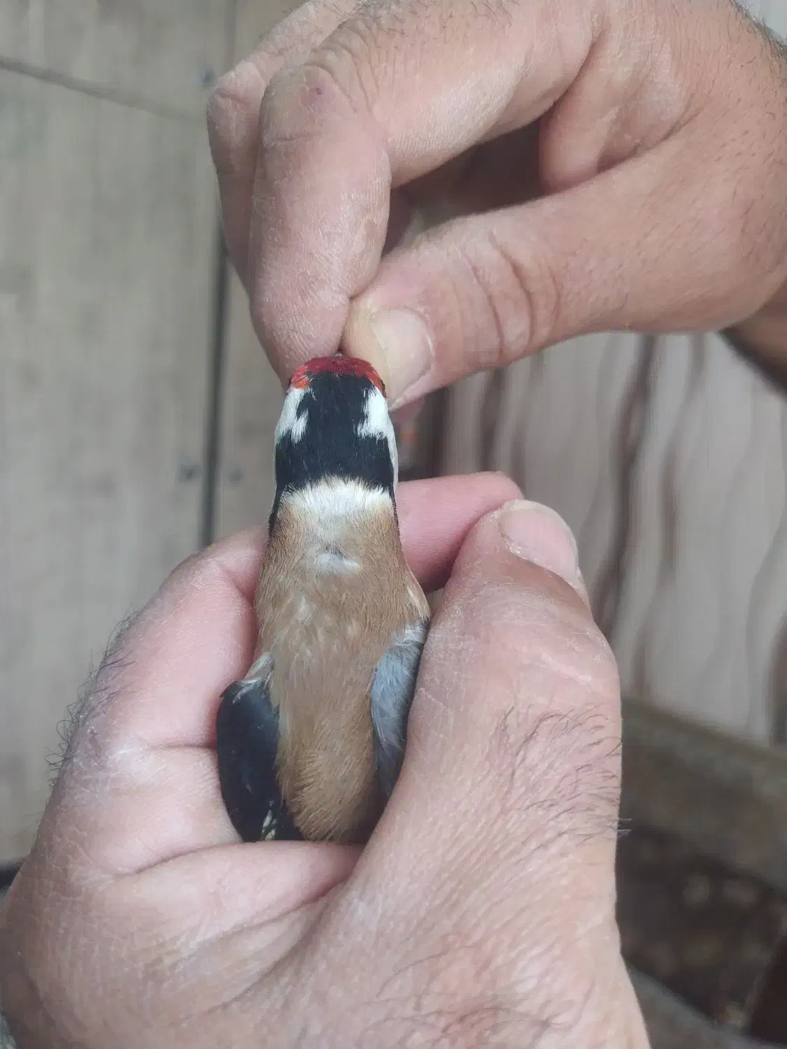 دوعددسهره چهارگل|پرنده|شیراز, کوی زهرا|دیوار